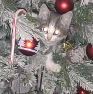 Meet your Posher, Sue